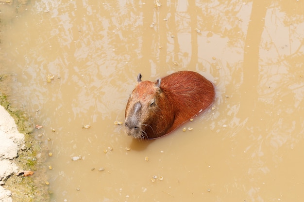 Capybara Hydrochaeris 하이드로 케리스