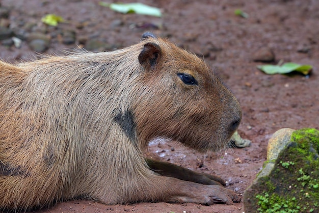 Capybara(Hydrochoerus hydrochaeris)는 새장에 있습니다.