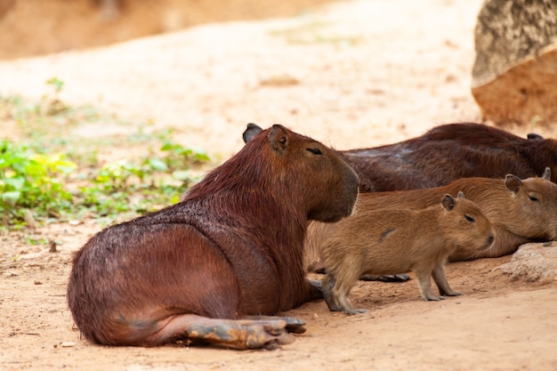 Capybara, Hydrochoerus hydrochaeris, 가장 큰 이빨 설치류.