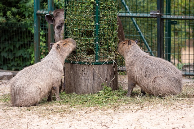 식사 중 Capybara Hydrochoerus Hydrochaeris와 저지대 맥 Tapirus terrestris