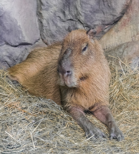 Foto capibara, (hydrochoerus hydrochaeris)