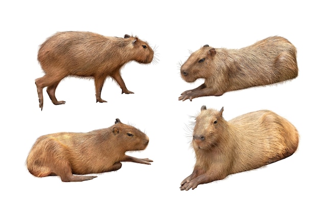 Capybara Hydrochoerus hydrochaeris