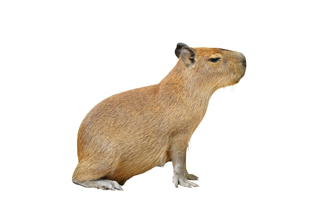 Capybara isolated on white background.