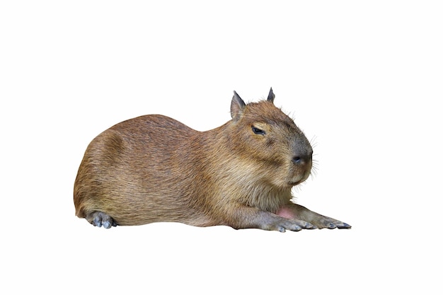 Capybara isolated on white background.