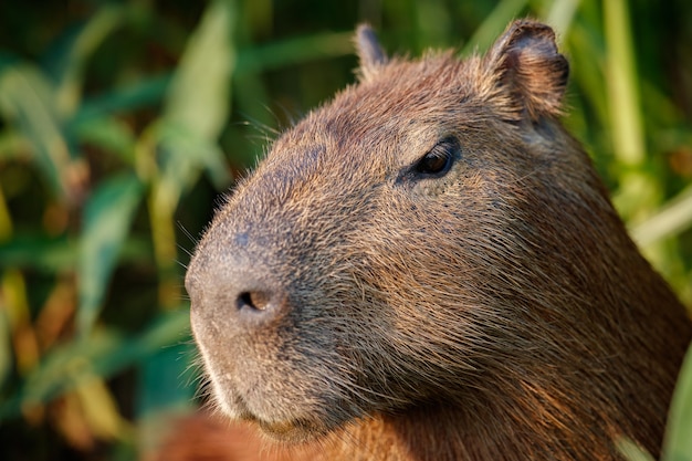 Foto capibara nell'habitat naturale del pantanal settentrionale