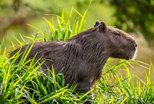 Capybara near the river in the grass