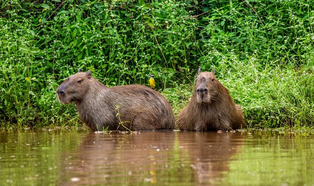 Capibara vicino al fiume nell'erba