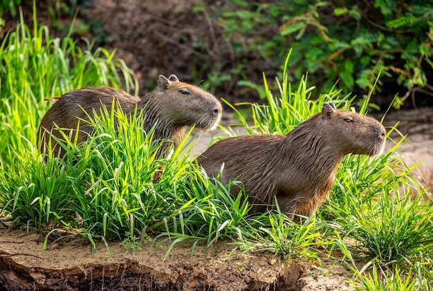 Capybara near the river in the grass