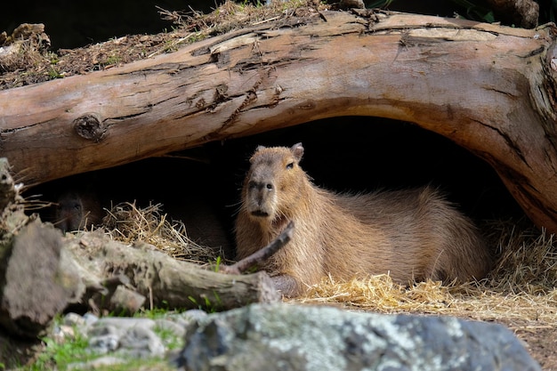 Capybara onder een boomstam