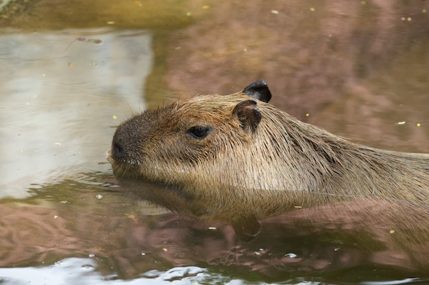 Foto ritratto di capibara