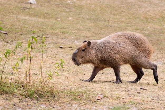 清算中のカピバラ