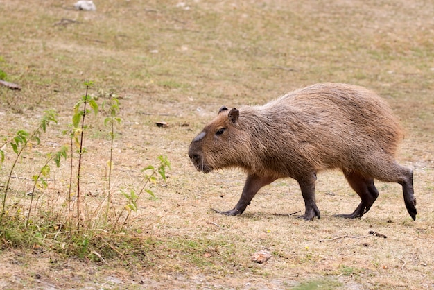 清算中のカピバラ