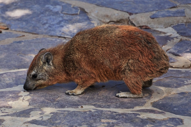 Capybara on safari in kenia and tanzania, africa