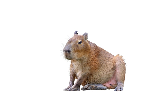 Capybara sitting isolated on white background.