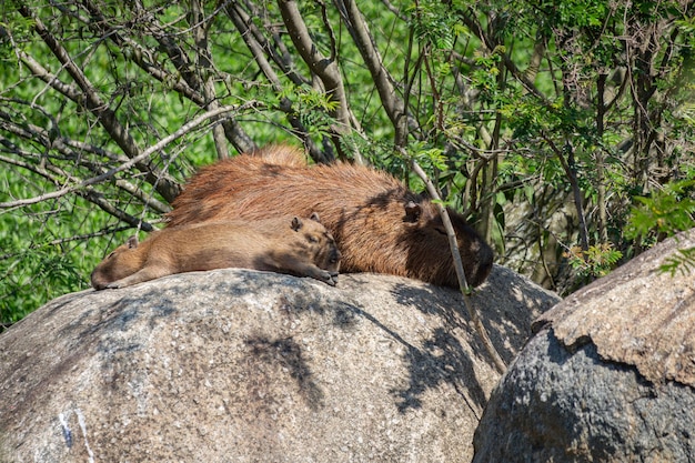 Capybara slaapt met puppy's