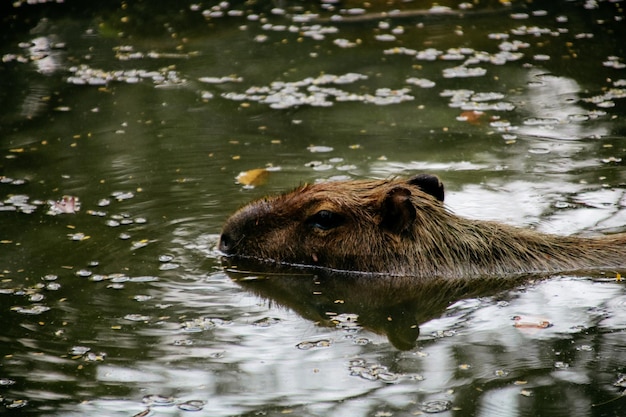 写真 湖で泳ぐカピバラ