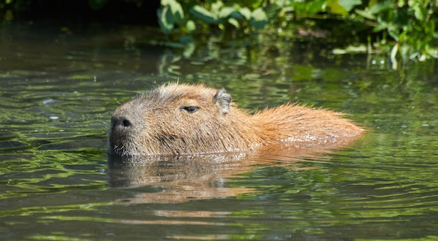 Capybara swimming in a lake surrounded by greenery