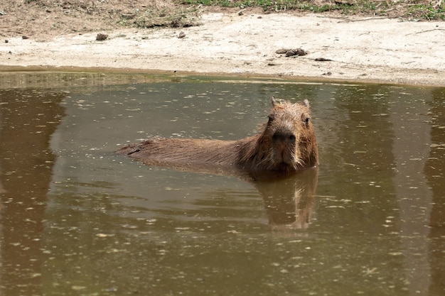 Капибара плавает в озере и смотрит в камеру