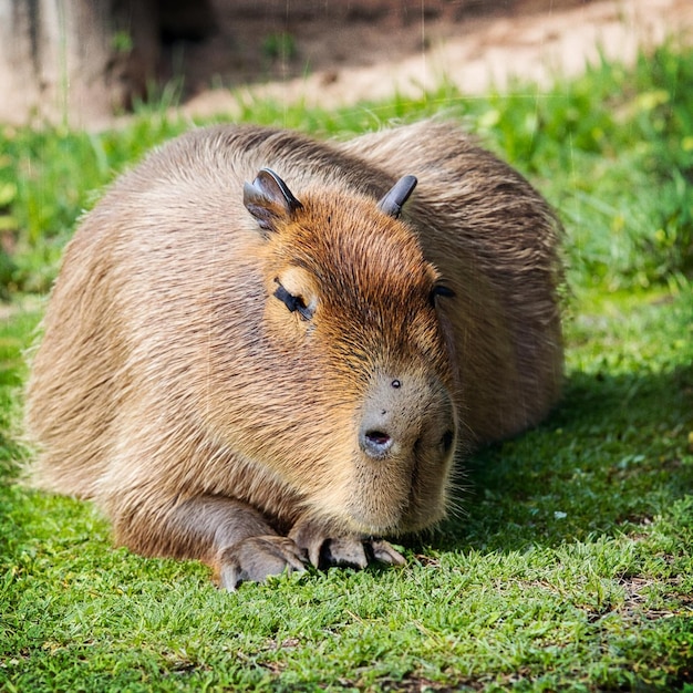 カピバラ