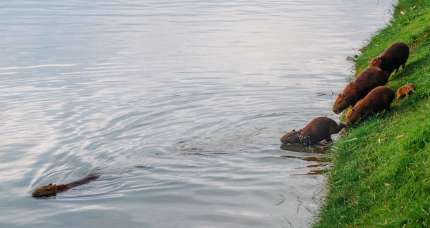 Capybaras next to lake in Belo Horizonte Brazil