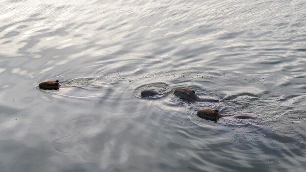 Capybaras next to lake in Belo Horizonte Brazil