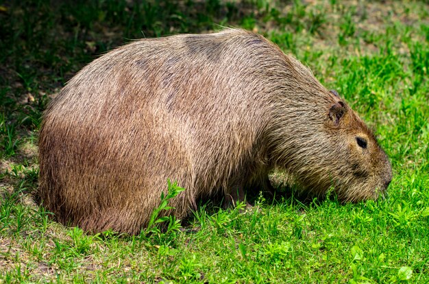 Capybaras. The largest living rodent in the world.