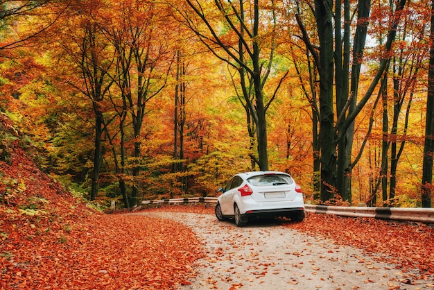 Car on a forest path. Beautiful road in mountains Ukraine