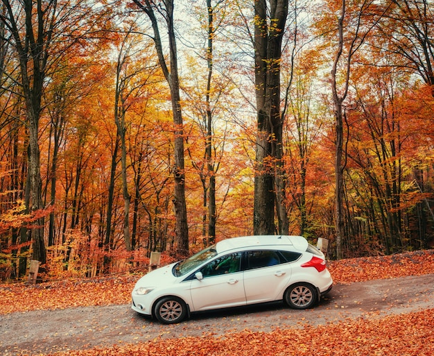 Car on a forest path