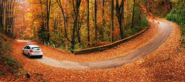 Car on a forest path