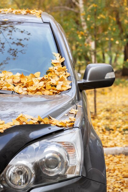 A car in the park with autumn yellow leaves