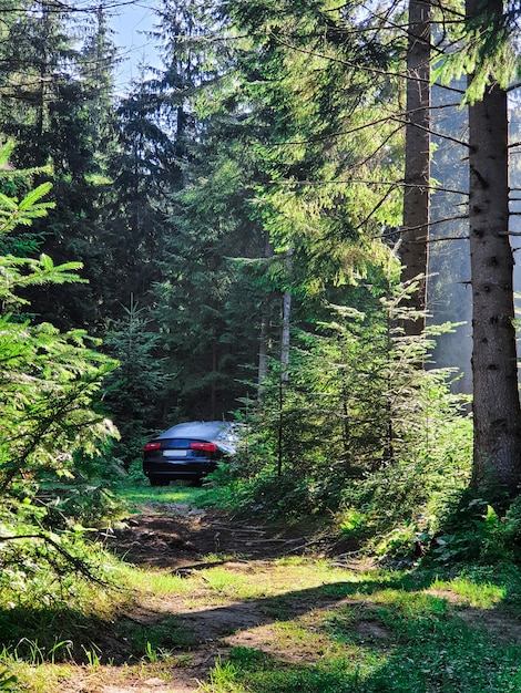 Car parked at the forest