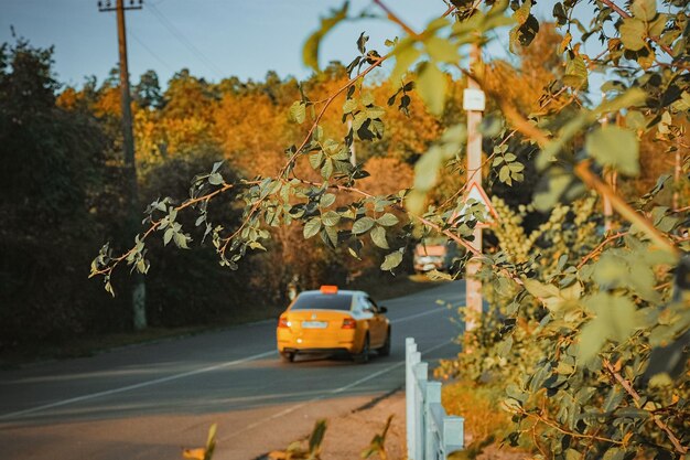 秋の木のそばの道路に乗る車