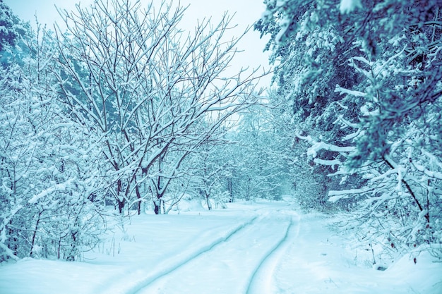 森の中の雪に覆われた道の車の跡