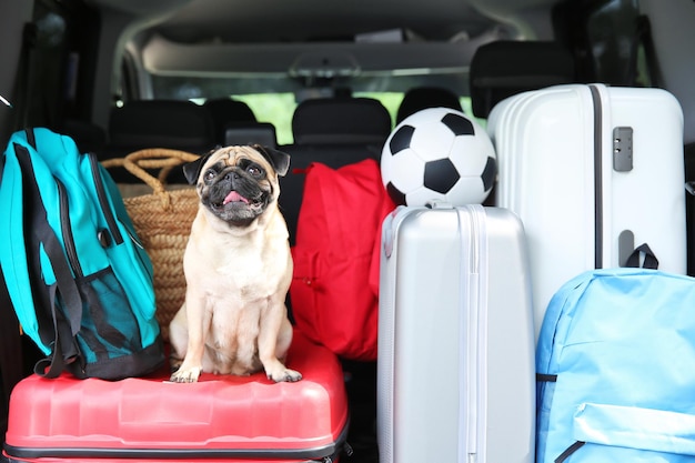 Car trunk with cute pug and luggage Travel concept