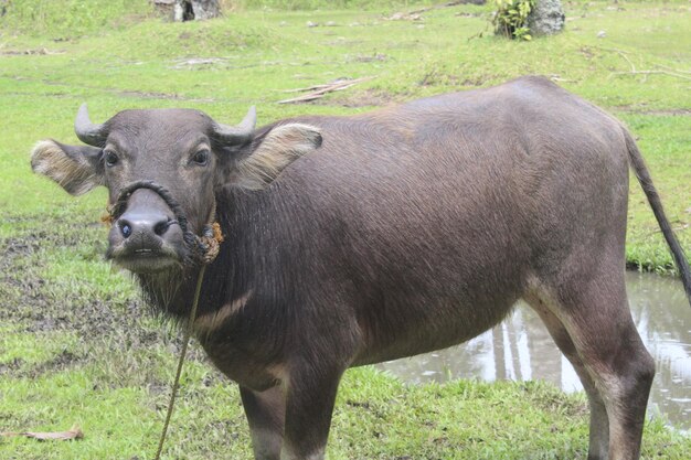 Carabao