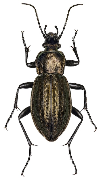 Фото Образец жука carabus arvensis или arcensis