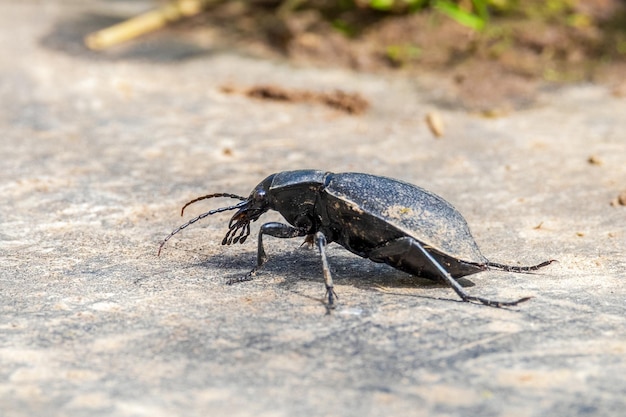 Photo carabus coriaceus is a species of beetle widespread in europe where it is primarily found in deciduous forests and mixed forests close up