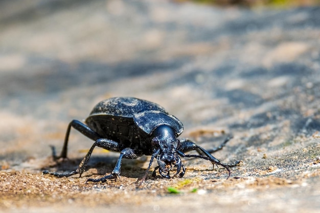 Photo carabus coriaceus is a species of beetle widespread in europe where it is primarily found in deciduous forests and mixed forests front view