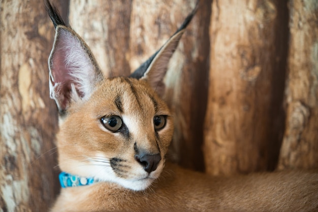 Caracal cat with wooden background