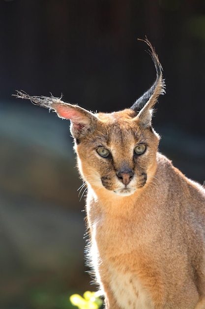 Caracal in een open plek een portret