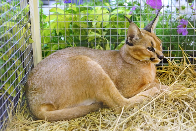 Caracal kat in kooi