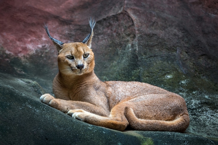 Caracal lynx cat resting on a rocky floor