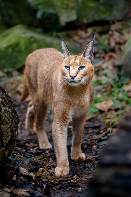 Caracal