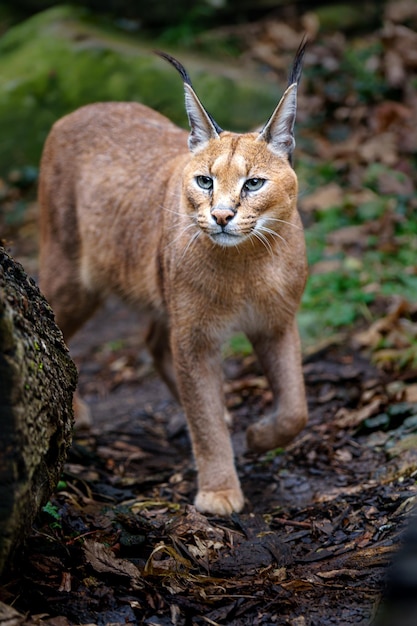 Caracal