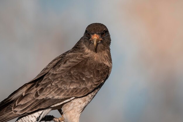 Caracara Chimango La Pampa provincie Patagonië Argentinië