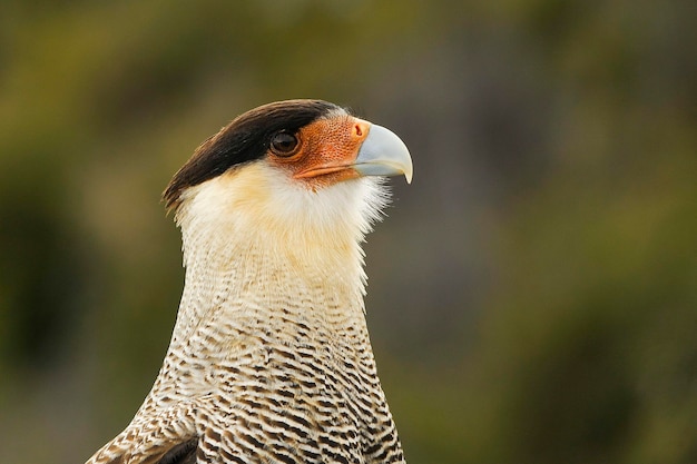 Caracara plancus - Patagonian Carancho, is a species of falconiform bird of the Falconidae family.