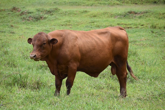 Caracu bull in the pasture