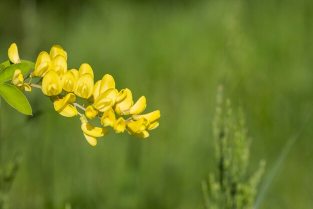 Caragana arborescens of gele acacia bloemen op een boomtak natuurlijke zomer achtergrond