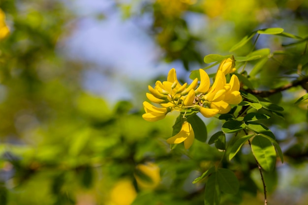 Caragana arborescens of gele acacia bloemen op een boomtak natuurlijke zomer achtergrond