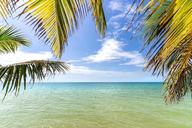 Caraïbisch strand met groen water en palmen in Cancun, Mexico